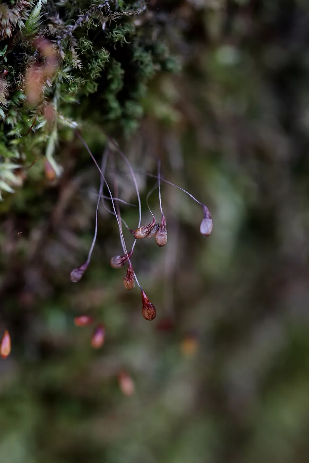 苔花